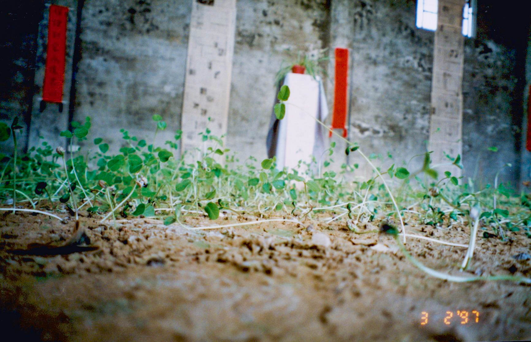 1997_蕭麗虹 Margaret Shiu Tan_作品_家園 Home Turf_MST-HT-04